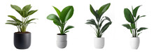 Indoor House Plants In Ceramic Pots Collection Isolated On A Transparent Background, Generative AI