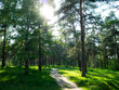 Summer forest at sunrise time with tall trees and green grass. Long shadows and lited area of the ground