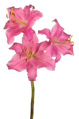 Wall Mural - lily flower isolated