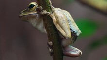 Tree Frog Sitting On A Branch 