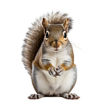 Eastern Grey Squirrel Eat Nut, Hold Nut, Transparent Background