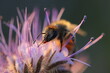Biene auf Phacelia