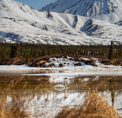 Wall Mural - swan on a lake in winter