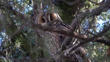 Long-eared owl (Asio otus) sitting on pine tree, 4k