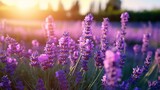 Fototapeta Natura - Nature, environment and lavender flowers on a field in summer, growth and calm in countryside. Spring, morning and purple plants growing on natural ground for aromatherapy with generative ai
