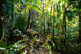 Fototapeta Las - a path through dense tropical rainforest in springbrook national park near gold coast, queensland, australia; warrie circuit trail, hiking in dense tropical jungle with unique vegetation	
