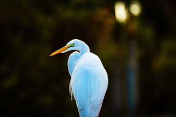 great egret