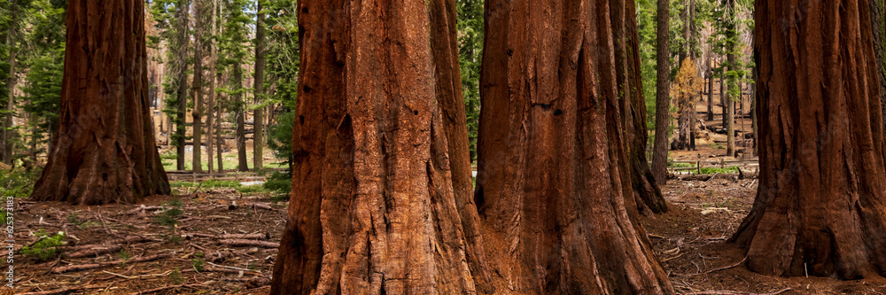 The Mariposa Grove of Giant Sequoias, Yosemite National Park, California USA