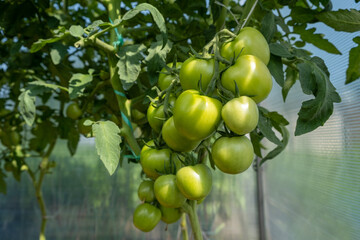 A lot of green tomatoes on a bush in a greenhouse. Tomato plants in greenhouse. Green tomatoes plantation. Organic farming, young tomato plants growth in greenhouse.