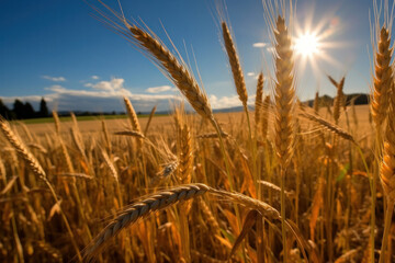 a field of ripe wheat against the blue sky, generative ai