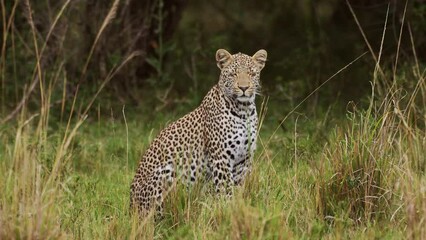 powerful leopard with beautiful markings sitting peacefully in tall grass, conserving natural wildli