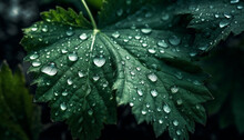 Fresh Green Leaf With Dew Drop, Nature Vibrant Beauty In Summer Generated By AI