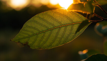 Sticker - Vibrant autumn foliage in defocused forest, backlit by sunlight generated by AI