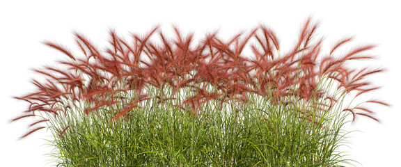 Wall Mural - hight tropics grass meadow red flora fields on transparent backgrounds 3d render png