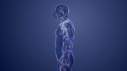 3d anatomy of human lymphatic system