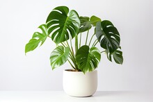 A Monstera Deliciosa, A Leafy House Plant With A Generous Foliage, Gracefully Sits In A Sizable Gray Pot, Capturing Attention With Its Stunning Beauty. The Backdrop Of A Serene White Background