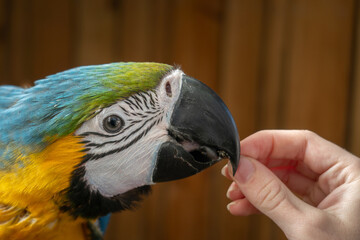 Wall Mural - Young Blue and Yellow Macaw