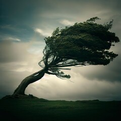 Resilient Lone Tree Bends in the Wind