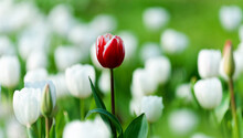 One Red Tulip On A Background Of White Tulips