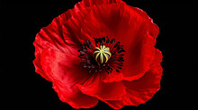 Red Poppy Flower Isolated On Black Background