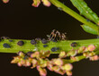 Współpraca mrówki z mszycą na lodyce rośliny w ogrodzie 