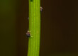 Małe czarne robaczki ba lodygach roślin mszyce pospolitej 