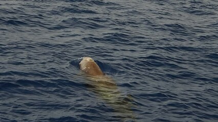 Wall Mural - cuvier beaked whale mother and calf, slow motion footage