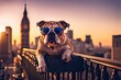 english bulldog wearing sunglasses sitting on the railing at sunset in London