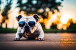 Cute English Bulldog puppy wearing sunglasses and sitting on the ground at sunset.