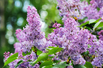 Wall Mural - violet branch of lilac shrub in blossom. floral nature background