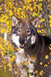 Gray Wolf  ( Canis lupus ) portrait in front of shrubs in autumn colors, looking.