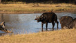 Cape buffaloes at the waterhole early morning