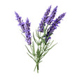 Lavender isolated on white png transparent background