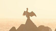 Bird Cormorant On A Rock In The Sea On A Morning Light At Sunrise. Silhouette Of A European Shag Bird At Sunrise.