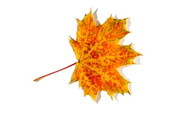 colorful autumn maple leaf with hard light isolated on white background