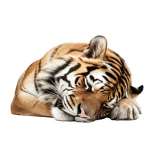 Tiger Sleep Isolated On Transparent Background Cutout