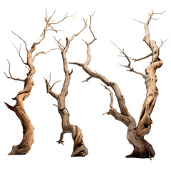 Poster - Dead trees, dry wood