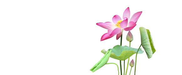 Wall Mural - Pink waterlily or lotus plant isolated on white background with clipping paths.