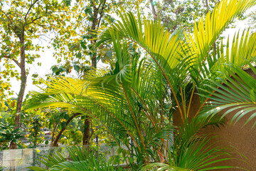 Wall Mural - Areca Palm Trees. Tropical gardens with luxuriant dypsis lutescens or golden cane palm trees also known as areca palms.