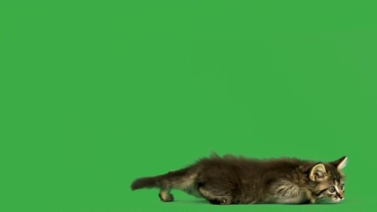 Sticker - kitten crawling on the green screen, slow motian