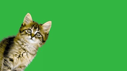 Wall Mural - kitten looks in different directions on a green screen, slow motian