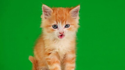 Poster - orange kitten showing tongue on green screen, slow motian