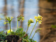 Schlüsselblumen im Frühjahr an einer Quelle im bayerischen Wald vor unscharfem Hintergund