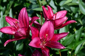 Wall Mural - beautiful colorful lily flowers grow in the garden during summer