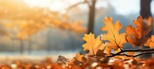 Autumn Fall Holiday Seasonal Banner Landscape Panorama - Closeup Of Colorful Oak Leaves On Branch From A Tree, With Defocused Background With Bokeh (Generative Ai)