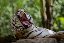 Bengal Tiger Yawning While Laying On Rock