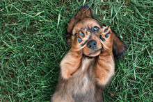 Long Haired Dachshund Puppy Playing In Grass Peekaboo