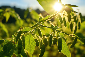 Wall Mural - Soybean pods in sunlight background, close up.  Soybean field.