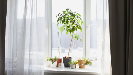 Wall Mural - Variety of green potted plants on the windowsill at home in apartment 