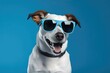 jack russell dog portrait wearing sunglasses on blue background, AI